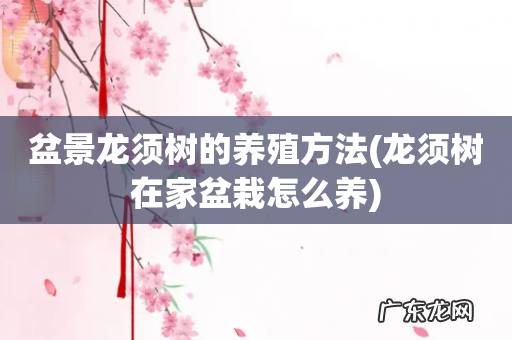 龙须树在家盆栽怎么养 盆景龙须树的养殖方法