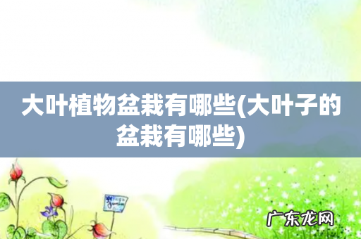 大叶子的盆栽有哪些 大叶植物盆栽有哪些