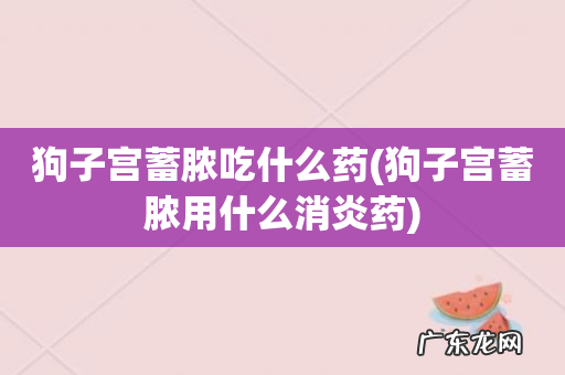 狗子宫蓄脓用什么消炎药 狗子宫蓄脓吃什么药