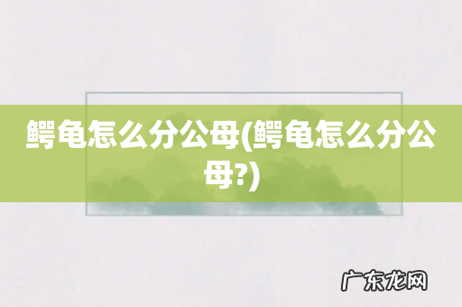 鳄龟怎么分公母? 鳄龟怎么分公母