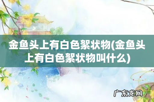 金鱼头上有白色絮状物叫什么 金鱼头上有白色絮状物