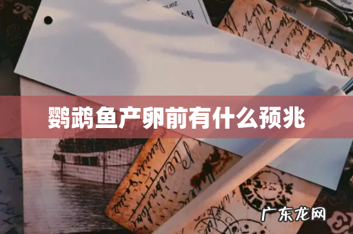 鹦鹉鱼产卵前有什么预兆