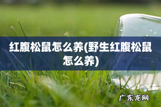 野生红腹松鼠怎么养 红腹松鼠怎么养