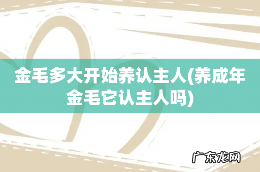 养成年金毛它认主人吗 金毛多大开始养认主人