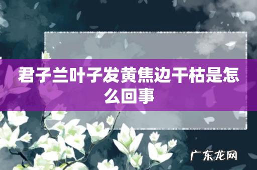 君子兰叶子发黄焦边干枯是怎么回事