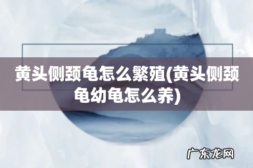 黄头侧颈龟幼龟怎么养 黄头侧颈龟怎么繁殖
