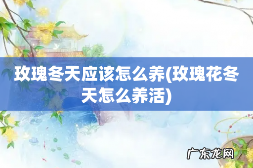 玫瑰花冬天怎么养活 玫瑰冬天应该怎么养