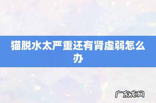 猫脱水太严重还有肾虚弱怎么办