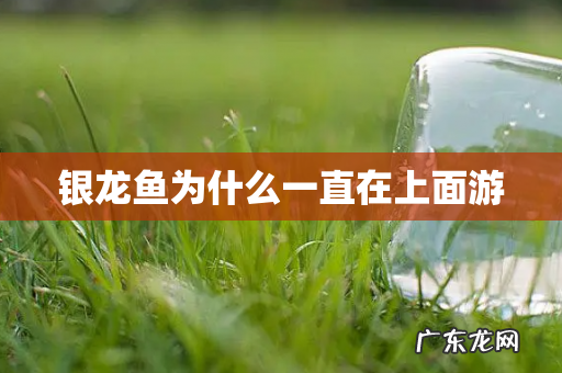 银龙鱼为什么一直在上面游