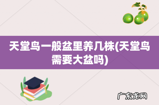 天堂鸟需要大盆吗 天堂鸟一般盆里养几株