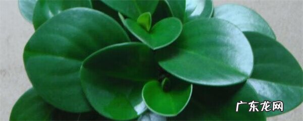 家里养碧玉花对风水好 绿植碧玉怎么养