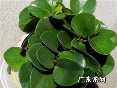 家里养碧玉花对风水好 绿植碧玉怎么养