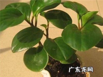 家里养碧玉花对风水好 绿植碧玉怎么养