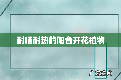 耐晒耐热的阳台开花植物