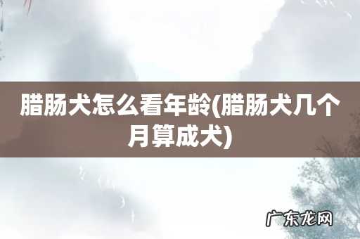 腊肠犬几个月算成犬 腊肠犬怎么看年龄