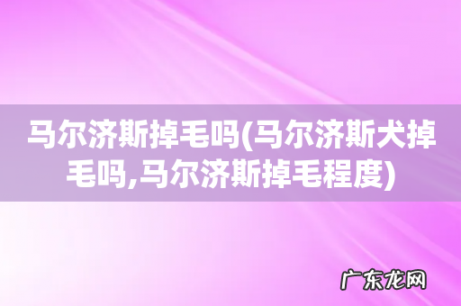 马尔济斯犬掉毛吗,马尔济斯掉毛程度 马尔济斯掉毛吗