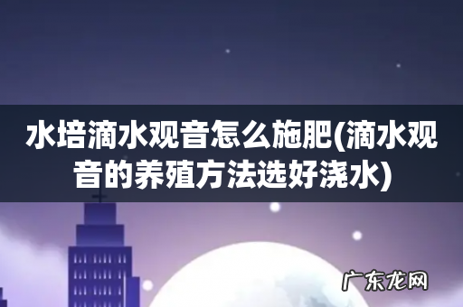滴水观音的养殖方法选好浇水 水培滴水观音怎么施肥