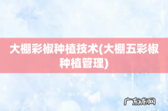 大棚五彩椒种植管理 大棚彩椒种植技术