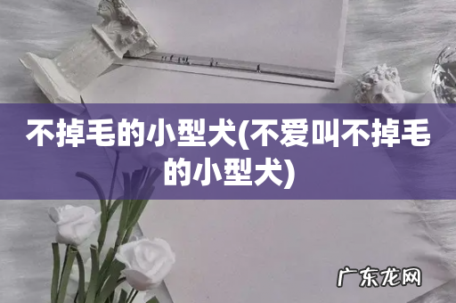 不爱叫不掉毛的小型犬 不掉毛的小型犬