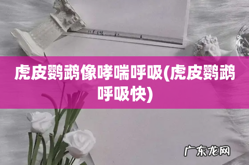 虎皮鹦鹉呼吸快 虎皮鹦鹉像哮喘呼吸