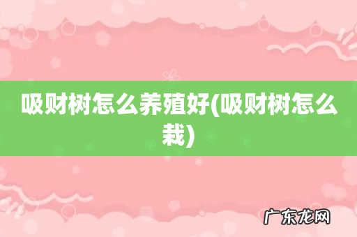 吸财树怎么栽 吸财树怎么养殖好