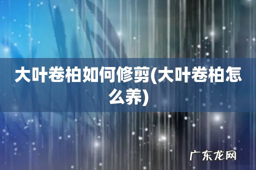 大叶卷柏怎么养 大叶卷柏如何修剪