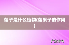 荏果子的作用 荏子是什么植物