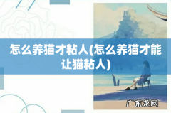 怎么养猫才能让猫粘人 怎么养猫才粘人