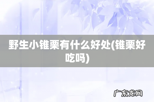 锥栗好吃吗 野生小锥栗有什么好处