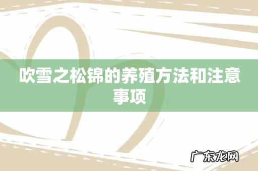 吹雪之松锦的养殖方法和注意事项