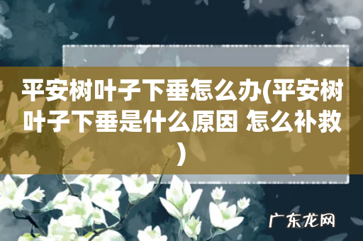 平安树叶子下垂是什么原因 怎么补救 平安树叶子下垂怎么办