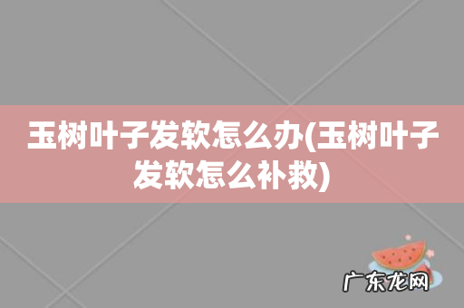 玉树叶子发软怎么补救 玉树叶子发软怎么办