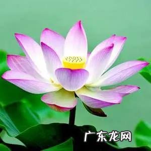 莲花的风水作用 风水水莲花
