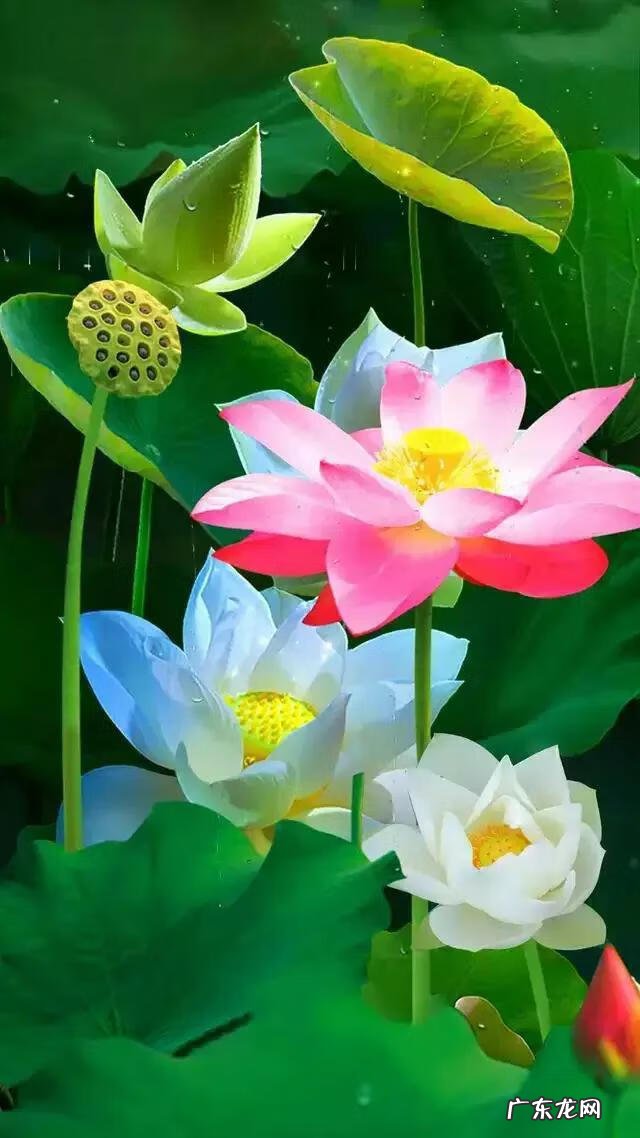 莲花的风水作用 风水水莲花