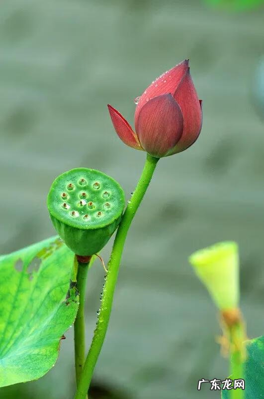 莲花的风水作用 风水水莲花