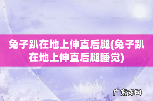 兔子趴在地上伸直后腿睡觉 兔子趴在地上伸直后腿