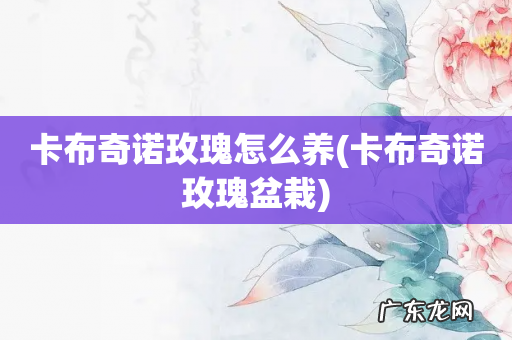 卡布奇诺玫瑰盆栽 卡布奇诺玫瑰怎么养