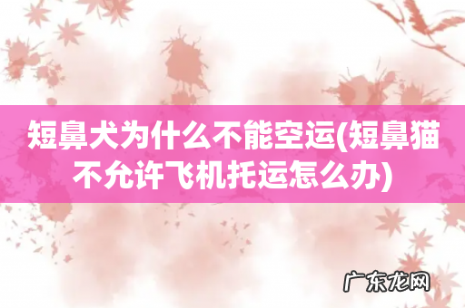短鼻猫不允许飞机托运怎么办 短鼻犬为什么不能空运