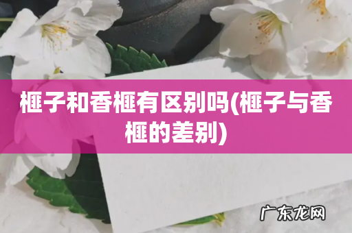 榧子与香榧的差别 榧子和香榧有区别吗