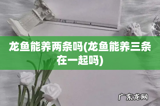 龙鱼能养三条在一起吗 龙鱼能养两条吗