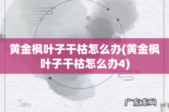 黄金枫叶子干枯怎么办4 黄金枫叶子干枯怎么办