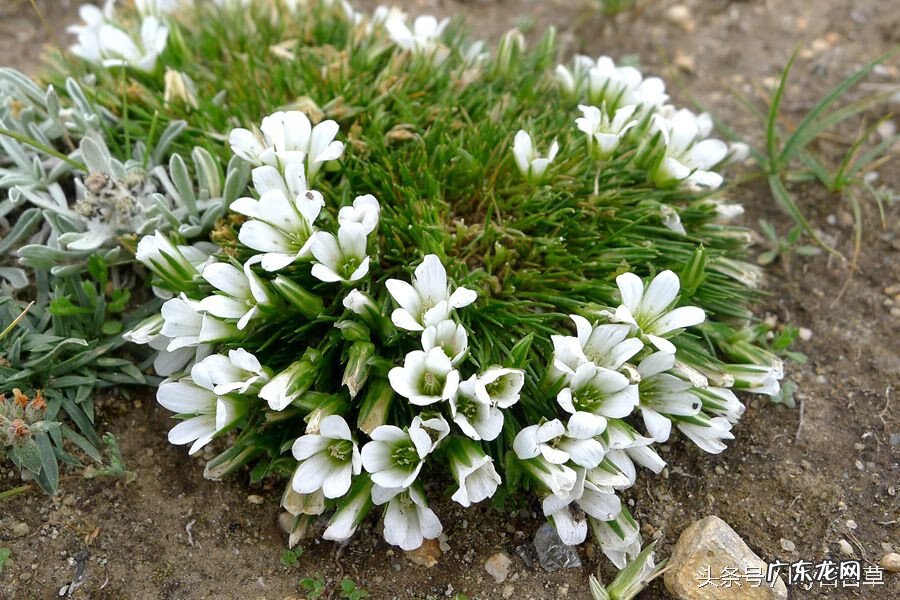 雪灵芝的功效与作用及食用方法 雪灵芝图片
