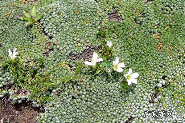雪灵芝的功效与作用及食用方法 雪灵芝图片
