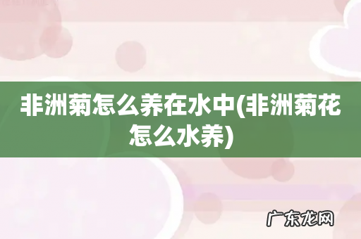 非洲菊花怎么水养 非洲菊怎么养在水中