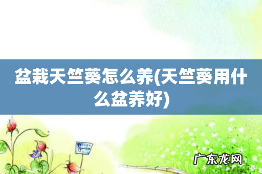 天竺葵用什么盆养好 盆栽天竺葵怎么养