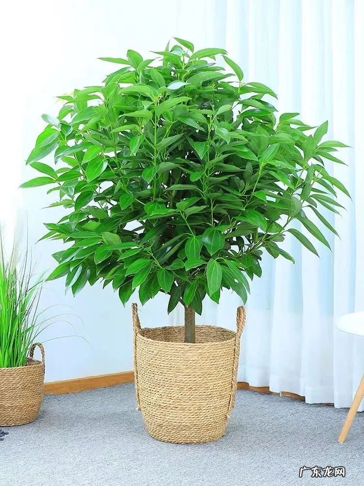 排名第一最好的镇宅树 种平安树风水