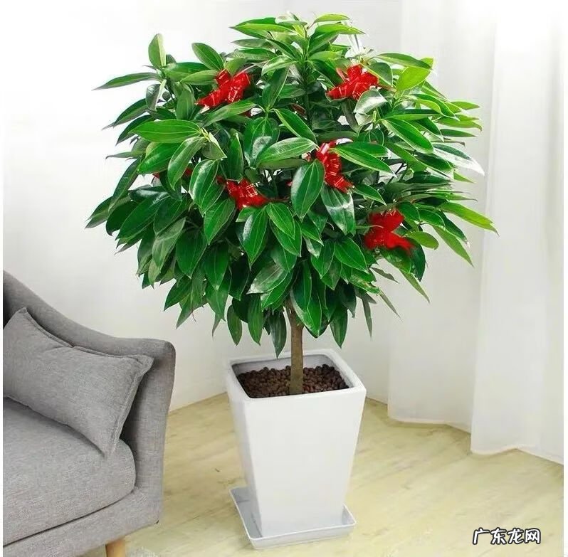 排名第一最好的镇宅树 种平安树风水