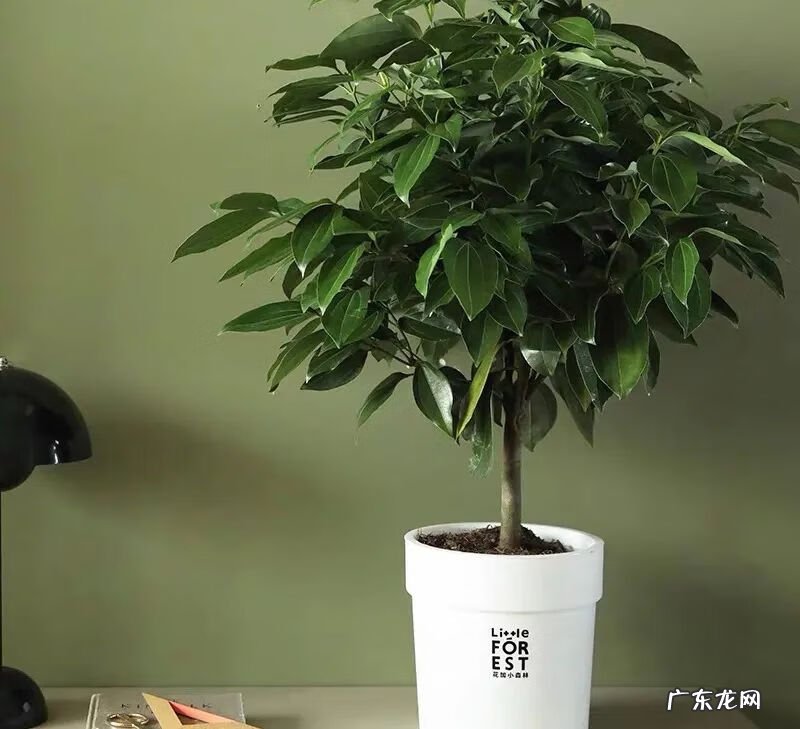 排名第一最好的镇宅树 种平安树风水