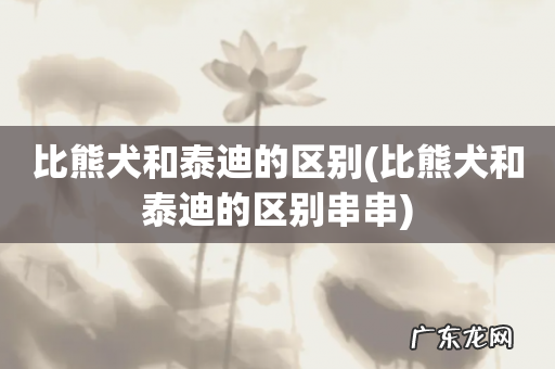 比熊犬和泰迪的区别串串 比熊犬和泰迪的区别