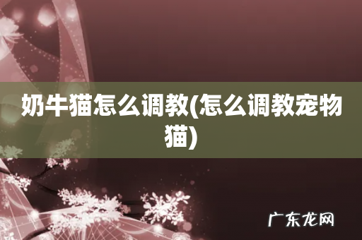 怎么调教宠物猫 奶牛猫怎么调教